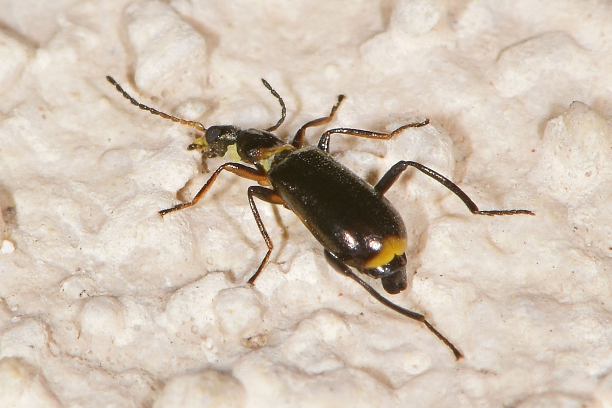 Malachiidae: Sphinginus lobatus ? S !